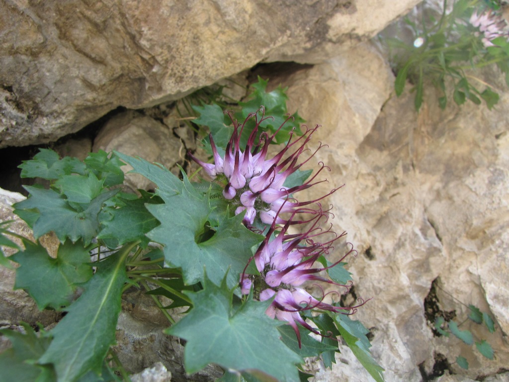 Physoplexis comosa / Raponzolo di roccia